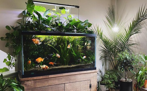 Vị trí tối kỵ không nên đặt bể cá phong thủy, tránh ảnh hưởng tới sức khỏe, vận khí của gia đình