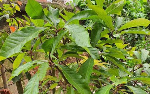 Trồng loại cây phong thủy này trước nhà, tiền tài đổ về như nước: Dễ sống, dễ chăm, hoa nở là có hỷ sự