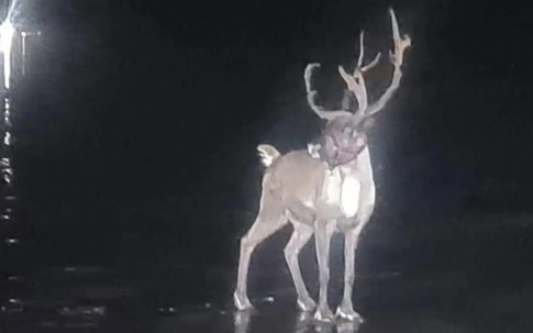 Kỳ lạ: Chú tuần lộc khiến cảnh sát cũng phải vào cuộc