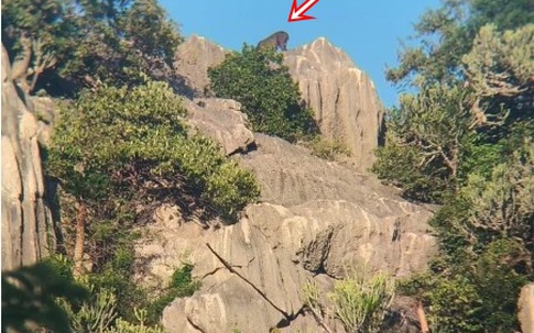 Kiểm lâm bất ngờ phát hiện loài vật cổ xưa trên sườn núi, người dân không khỏi xôn xao