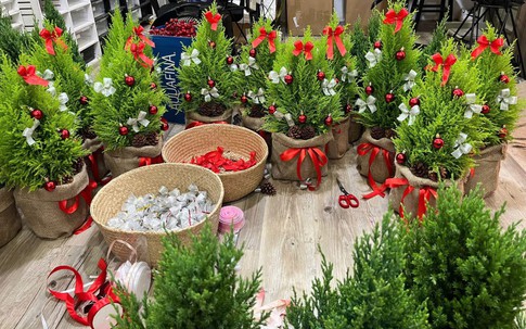 Cây thông, cây tùng mini giá rẻ được các chị em 'săn đón' trang trí dịp Giáng sinh 2025