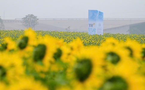 Đồi hoa hướng dương của TH true MILK nở rộ: Mở cửa tham quan tự do từ 16/12, thêm hàng chục điểm check-in tuyệt đẹp