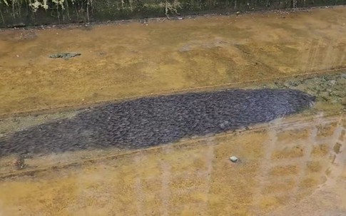 Nhìn xuống kênh, người phụ nữ bắt gặp cảnh tượng nổi da gà