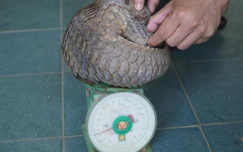 Phát hiện động vật cực quý hiếm tại khu vực chợ