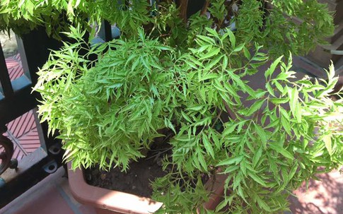 Vừa làm cảnh vừa dùng chế biến món ăn, cây cảnh này trồng trước nhà được ví như “nam châm” hút lộc, giữ khí lành