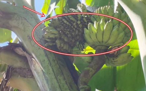 Cây chuối trong làng bỗng xuất hiện hiện tượng lạ, người dân xôn xao "chưa từng thấy bao giờ"