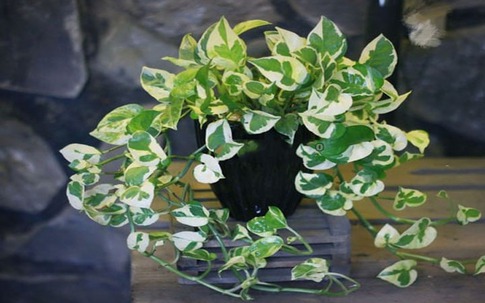 Cây trầu bà hợp những tuổi nào trong 12 con giáp