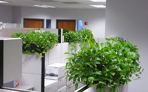 Cây trầu bà: Bí quyết thanh lọc, tài lộc và sự thịnh vượng cho bàn làm việc