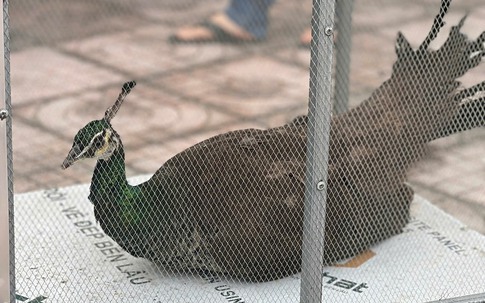 Người dân giao nộp chim công lục quý hiếm