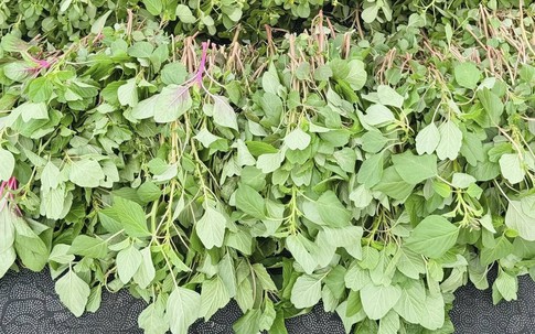 Chỉ vài nghìn 1 bó, chế biến rau này thêm trứng thành món ngon bổ dưỡng cho xương khớp ngày lạnh