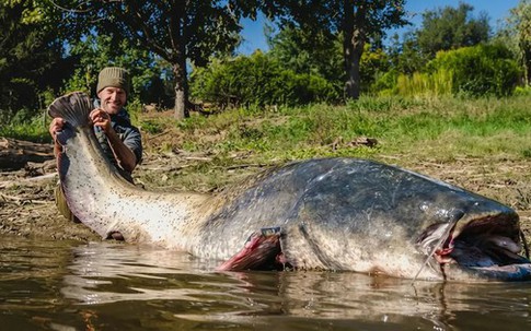 Cần thủ câu được con cá trê khổng lồ dài 2,64 mét trong hồ