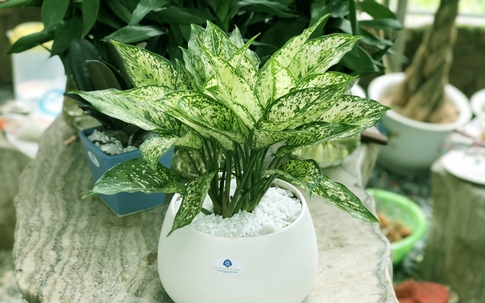 Những loại cây phong thủy có vai trò "thần giữ của", xua đuổi tà khí