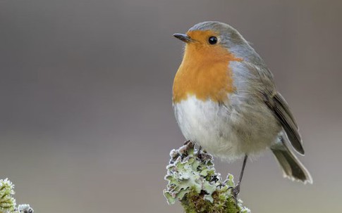 Ngày sinh Âm lịch cất giữ Thần Tài: Ai sinh vào 4 ngày này tiền bạc tự tìm đến