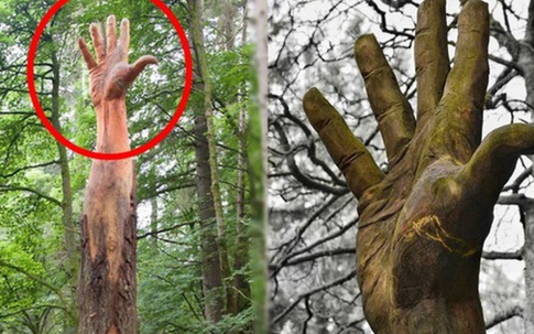Bàn tay khổng lồ mọc lên giữa rừng cây gây kinh hãi: Sự thật sốc đằng sau