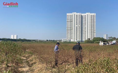 Canh đào nở đúng Tết, làng đào Hà Đông vào mùa cao điểm