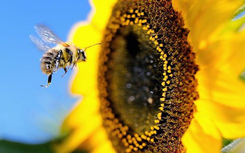 Vì sao cả thế giới sẽ lâm nguy nếu ong tuyệt chủng?