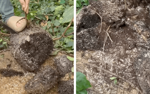 Món quà rừng hiếm nhất Đông Bắc: Kẻ rùng mình né xa, người mê đến độ dị ứng vẫn cố ăn