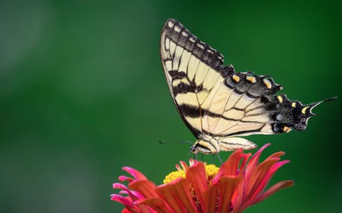 Tháng sinh Âm lịch của người hưởng nhiều phúc lành, trung niên an nhàn phú quý