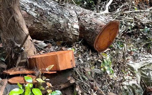 Vụ 'rỉ máu' ở Vườn Quốc gia Ba Bể: Hàng loạt cán bộ, tổ chức đảng bị kỷ luật