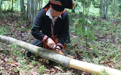 Thứ vỏ cây khô của đồng bào miền núi được các nước thích mê, đem về 6.500 tỷ