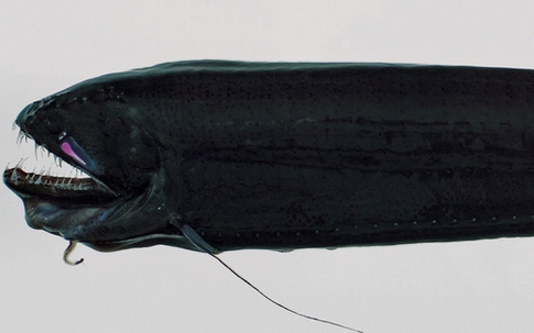 Loài thủy quái đáng sợ nhất hành tinh