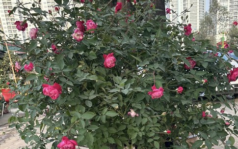 Những loại cây cảnh cần tránh trồng trong nhà nếu không muốn thất thoát tiền của theo lời dặn của người xưa