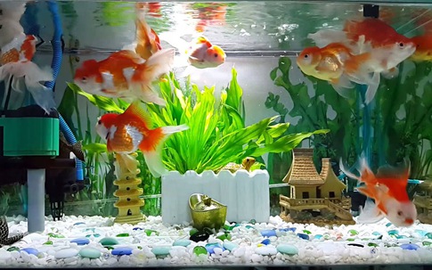 Người mệnh Hỏa có nên nuôi cá cảnh không?