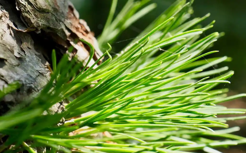 Cựu kỹ sư IT bỏ phố về quê, biến lá thông thành nguồn thu hơn 1,8 tỷ đồng/năm