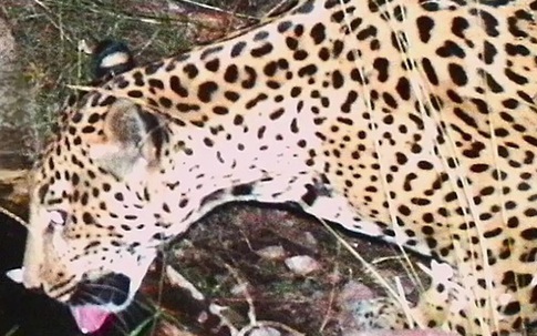 Phát hiện cá thể báo đốm chưa từng thấy xuất hiện liên tục