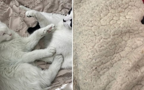 Lên mạng tìm mẹo dọn dẹp nhà cửa, vợ phát hiện người chồng ngoại tình