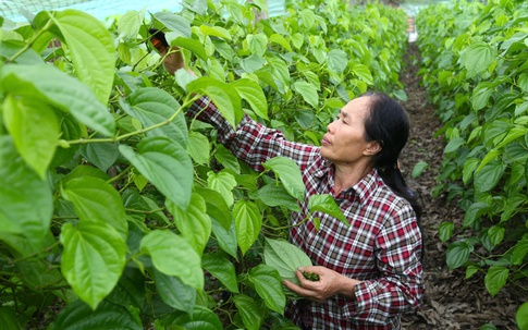 Về Nghệ An xem cây... ‘đếm lá, tính tiền’