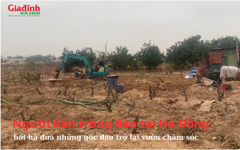 Người dân trồng đào tại Hà Đông hối hả đưa những gốc đào trở lại vườn chăm sóc cho Tết năm sau