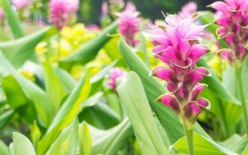 Loại củ ‘đẻ ra vàng’ Việt Nam có rất nhiều nhưng lại là hàng hiếm có khó tìm của thế giới: Thu hơn 12 triệu USD từ đầu năm