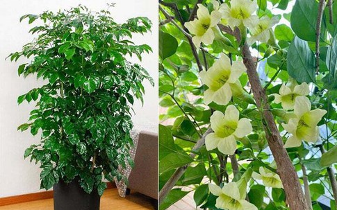 Loài cây cảnh mang tên Hạnh phúc, khi cây ra hoa thì cuộc đời bạn cũng nở hoa
