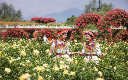 Lễ hội hoa hồng tại Fansipan Sa Pa sẽ quy tụ nhiều loại hồng quý hiếm