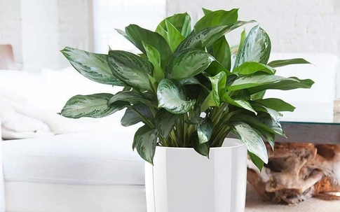 Mẫu cây trong nhà hút tài lộc