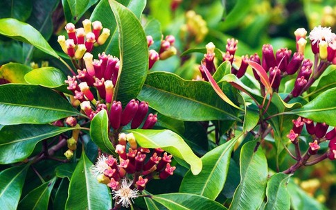 Diệt muỗi hiệu quả chỉ bằng cách trồng những cây này