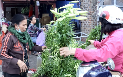 Hoa loa kèn trắng tinh khôi tô điểm phố phường Hà Nội ngày giao mùa