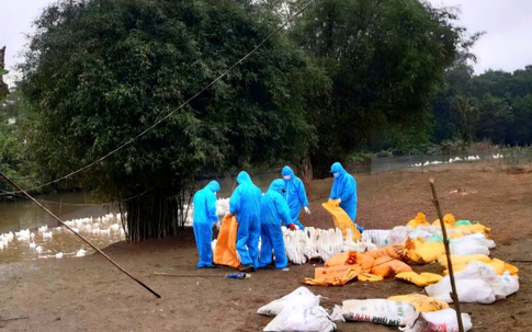 Xuất hiện dịch cúm gia cầm ở Quảng Trị, tiêu hủy hàng nghìn con vịt