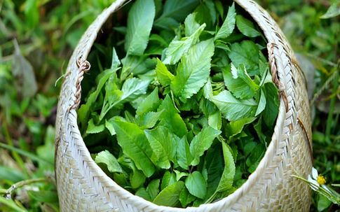 Loại cây là 'kẻ thù nhà nông' lại được ví như cỏ thần, thế giới đánh giá cao