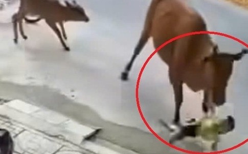 Bò thả rông tràn ra đường, húc văng cháu bé ở Đà Nẵng