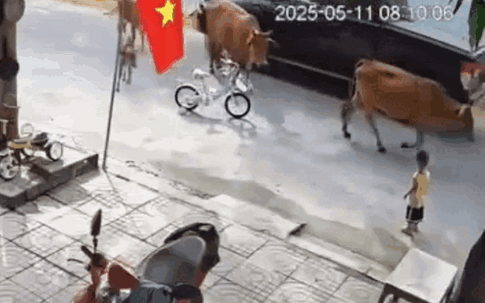 Hoảng hồn cảnh cháu bé bị bò thả rông húc văng ở Đà Nẵng