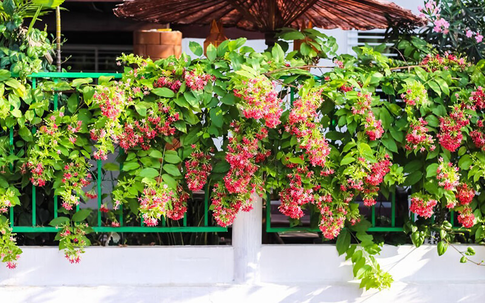 Top những cây leo ban công dễ trồng, giàn đẹp ấn tượng cho ngôi nhà