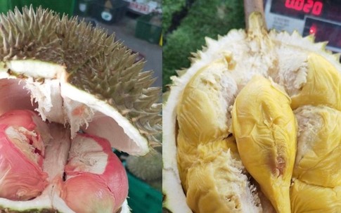 Loại sầu riêng mới giá lên tới gần 800.000 đồng/kg gây sốt