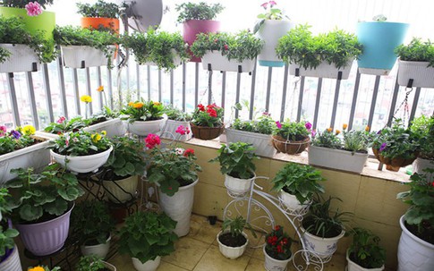 Lưu ý chọn cây ban công để tránh ảnh hưởng đến vận may và sức khỏe của các thành viên trong gia đình