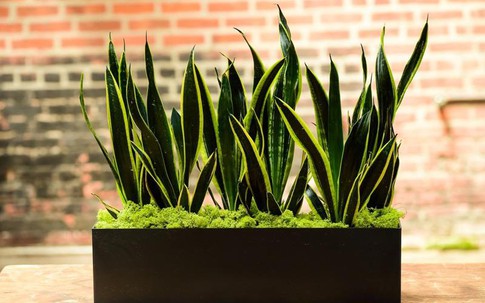 Cây lưỡi hổ có độc không, lưu ý gì khi trồng loại cây này?