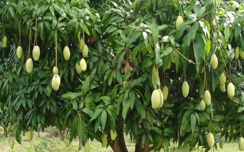 Top cây ăn quả cho bóng mát được yêu thích nhất