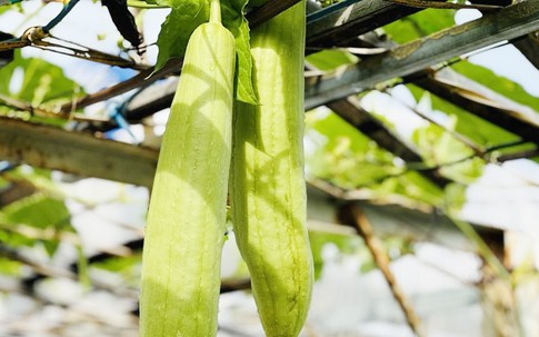 3 không khi ăn mướp