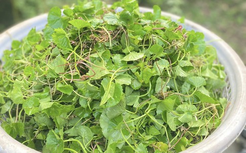 Loại rau được ví như ‘nhân sâm’ trước mọc dại nay thành đặc sản không đủ bán