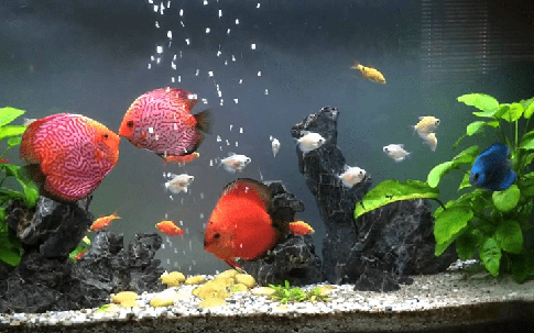 Một số loài cá đặc biệt có thể mang lại may mắn và hỗ trợ tốt cho gia chủ mệnh Hỏa khi nuôi